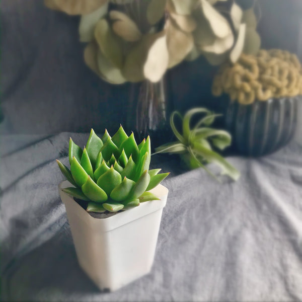 miranda succulent Echeveria Miranda – nVi Garden