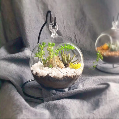 Mini Haworthia Terrarium