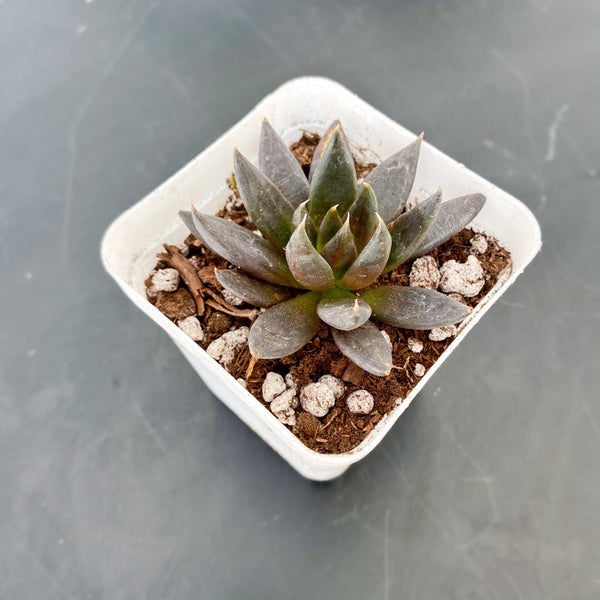 black knight succulent care Black Knight – nVi Garden
