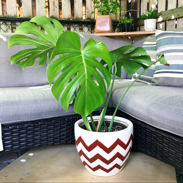 grande monstera deliciosa Monstera Deliciosa – nVi Garden