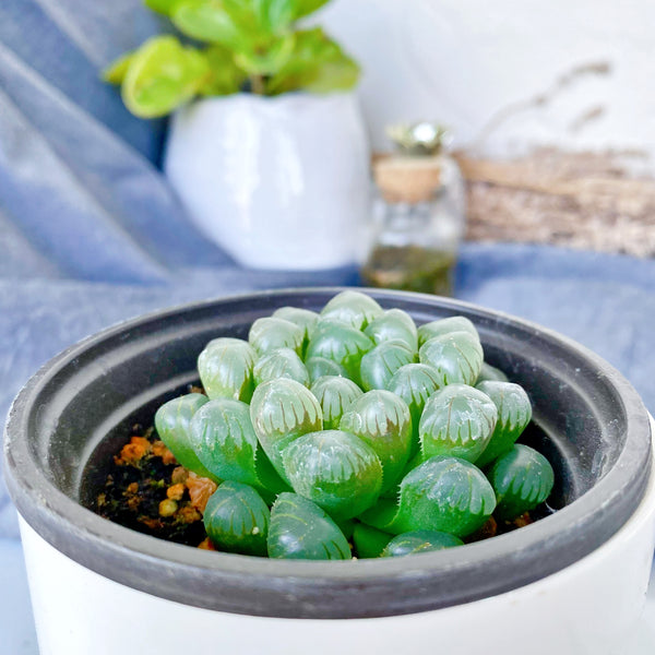 succulent see through Cooperi Var. Truncata – nVi Garden