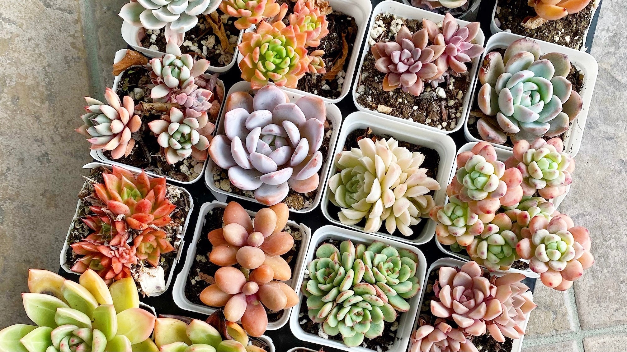 How to care for your succulent - Simplified