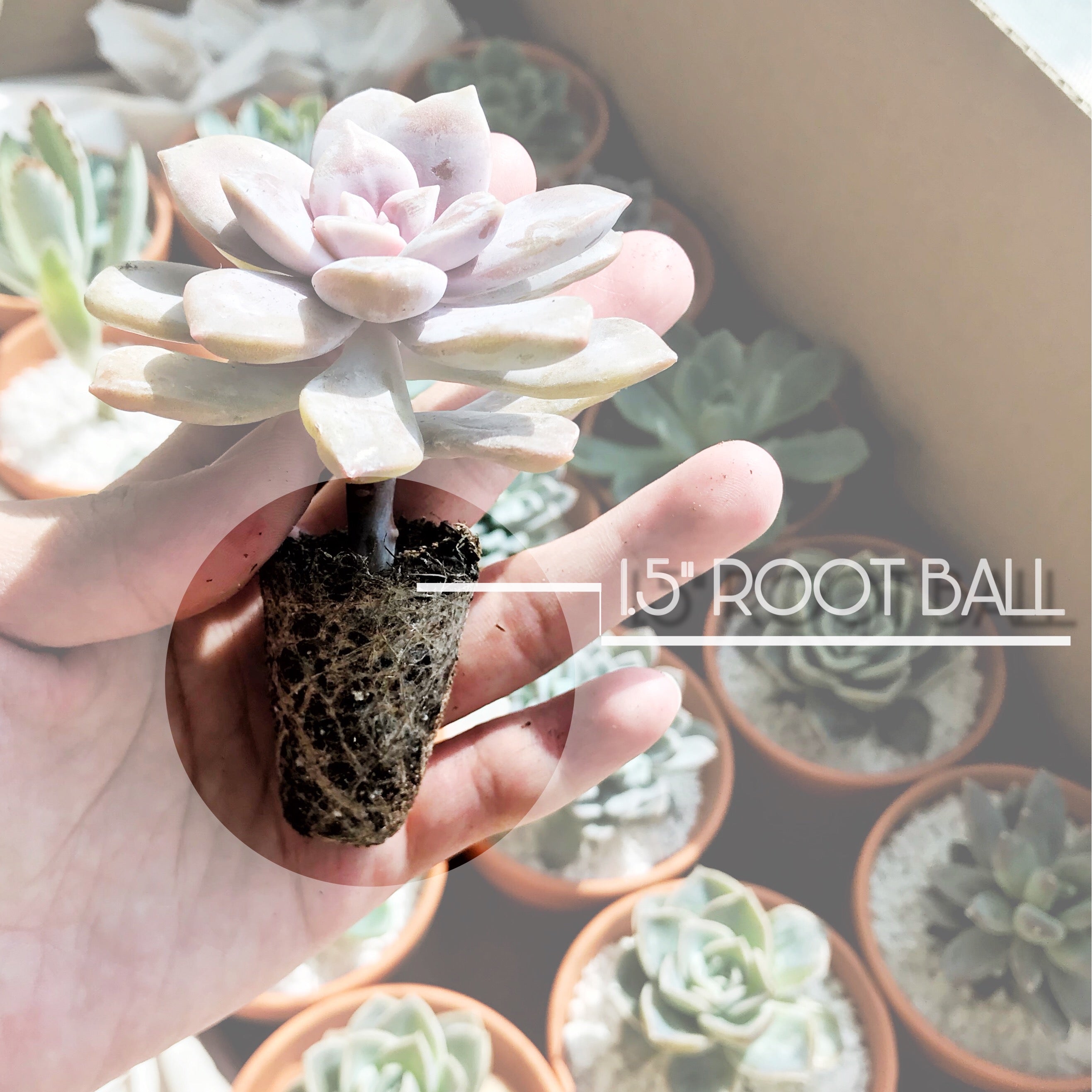 succulent plugs Assorted Succulent Plugs
