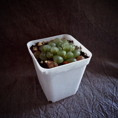 Cooperi Var. Truncata