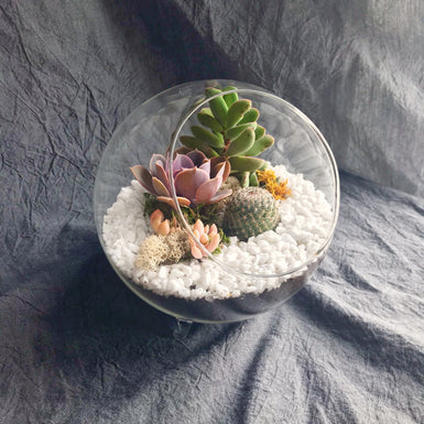 6" Glass Terrarium