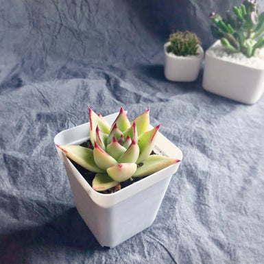 Agavoides Ebony
