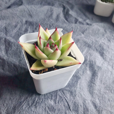 Agavoides Ebony