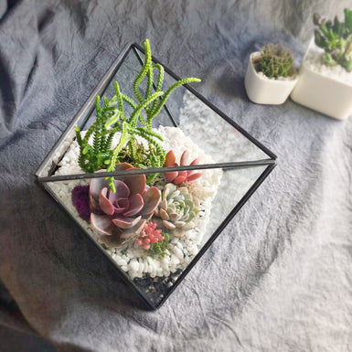 Tri-Poly Geometric Terrarium
