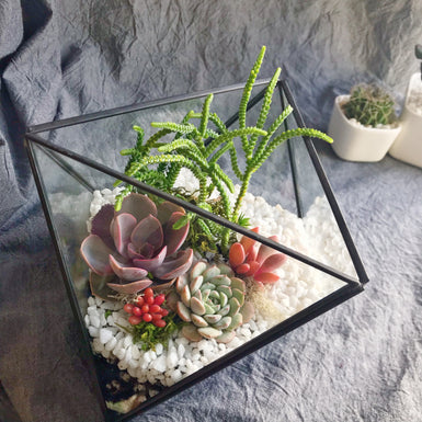 Tri-Poly Geometric Terrarium