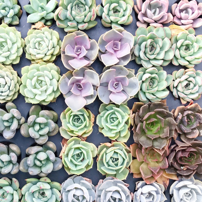 succulent plugs for sale Assorted Succulent Plugs