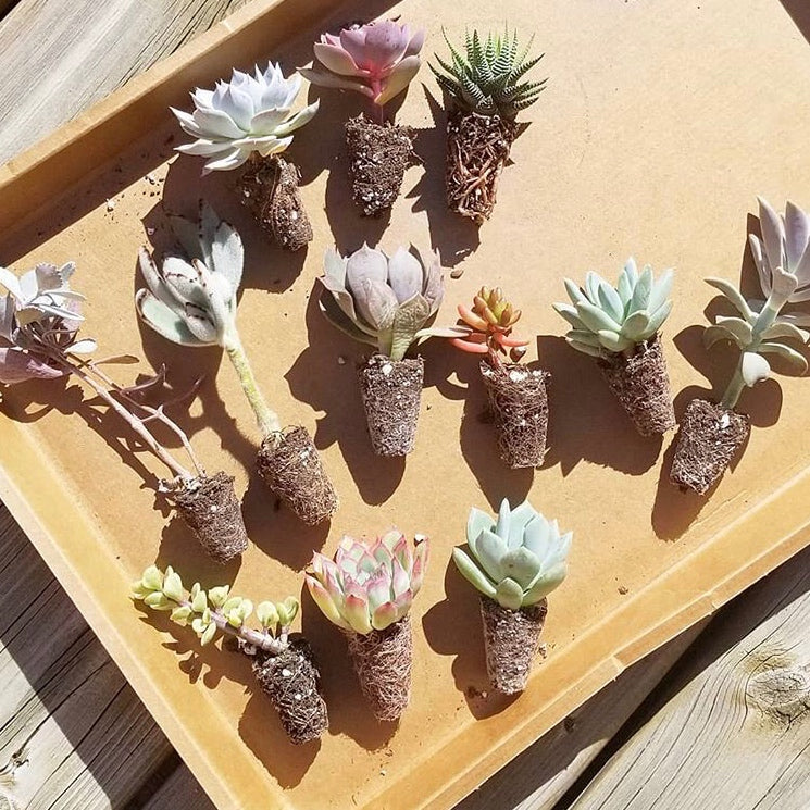 succulent plugs wholesale Assorted Succulent Plugs