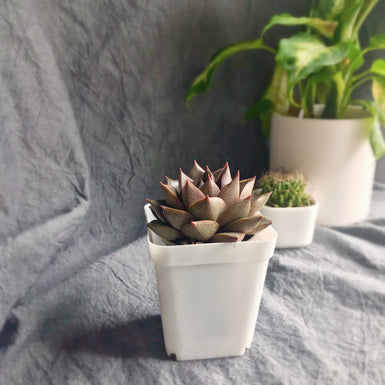 Purpusorum
