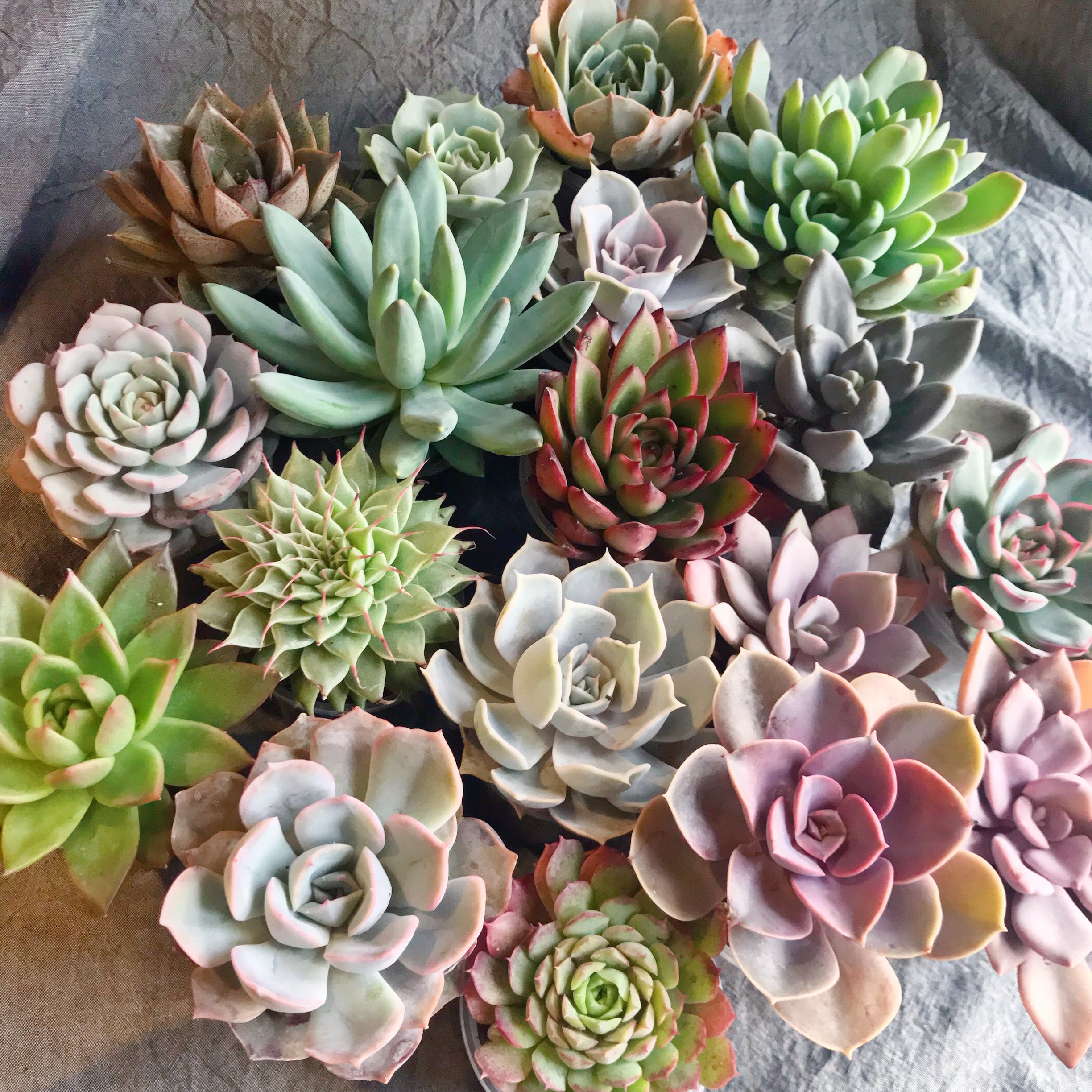 succulent planting medium Assorted Succulent Medium
