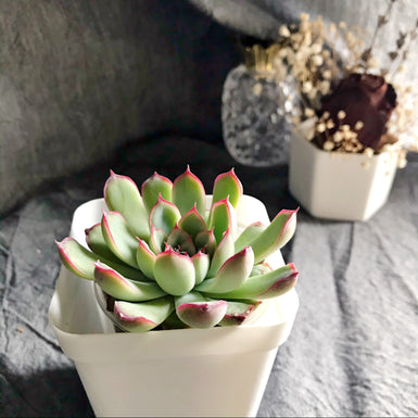 Echeveria Pulidonis
