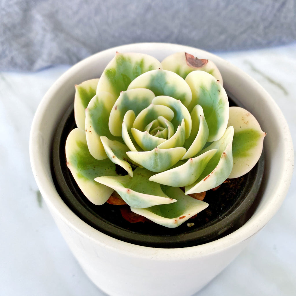 lenore dean succulent Echeveria Lenore Dean