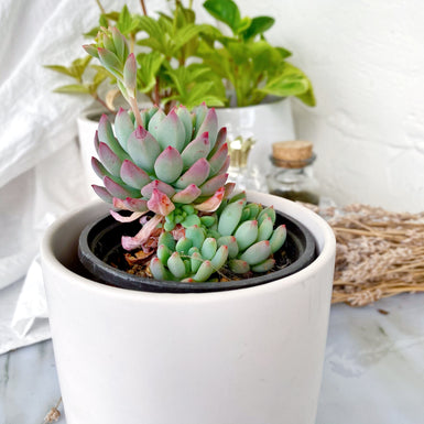 Sedeveria Blue Elf