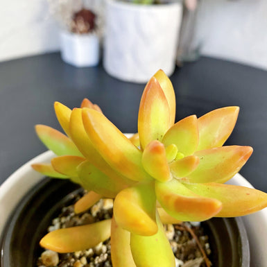 Golden Sedum