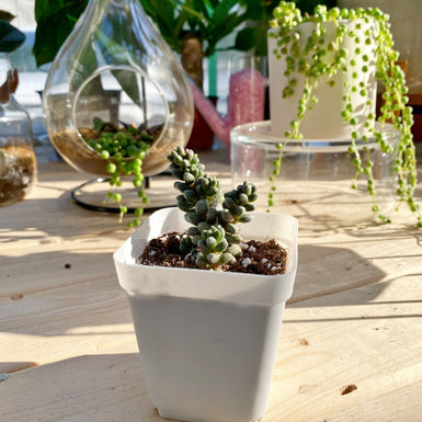 Sedum Furfuraceum