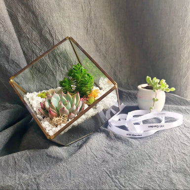 Cube terrarium