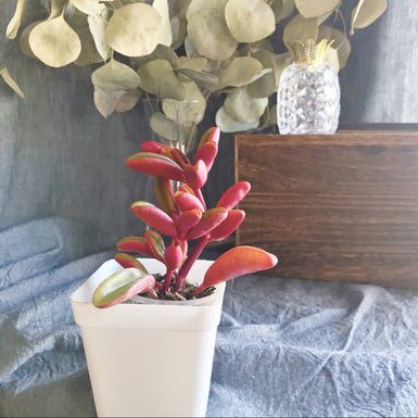Peperomia Claveolens