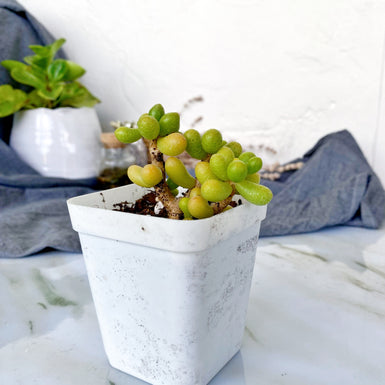 Sedum Hernandezii