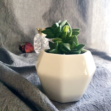 Crassula Moonglow