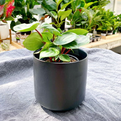 Peperomia Watermelon