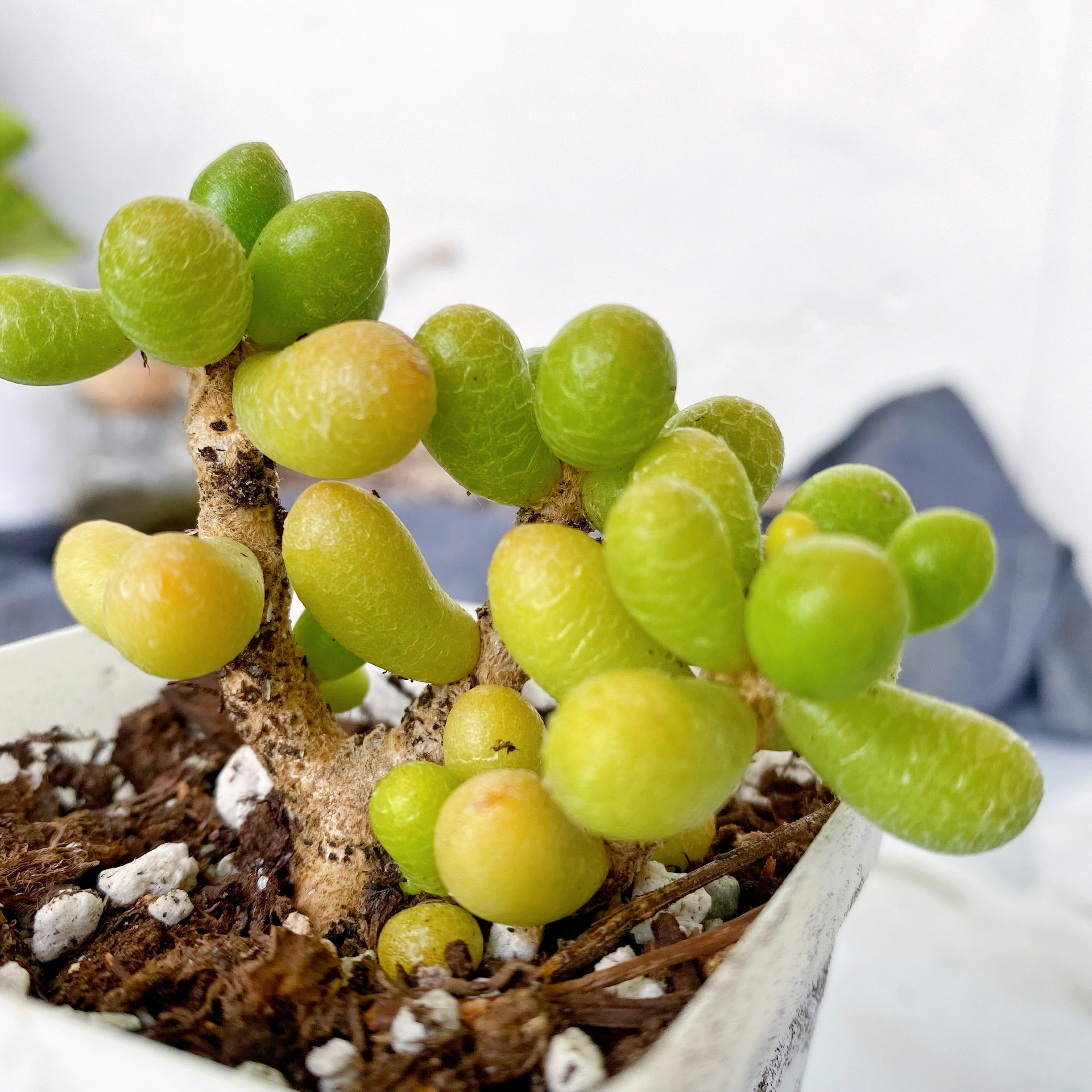 sedum hernandezii succulent Sedum Hernandezii – nVi Garden