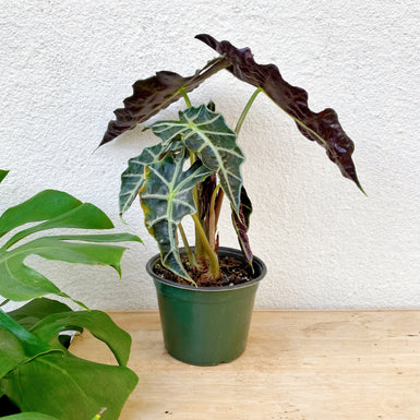 Alocasia Polly