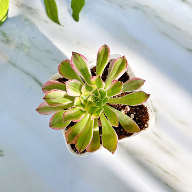 Aeonium Castello-Paivae Variegata