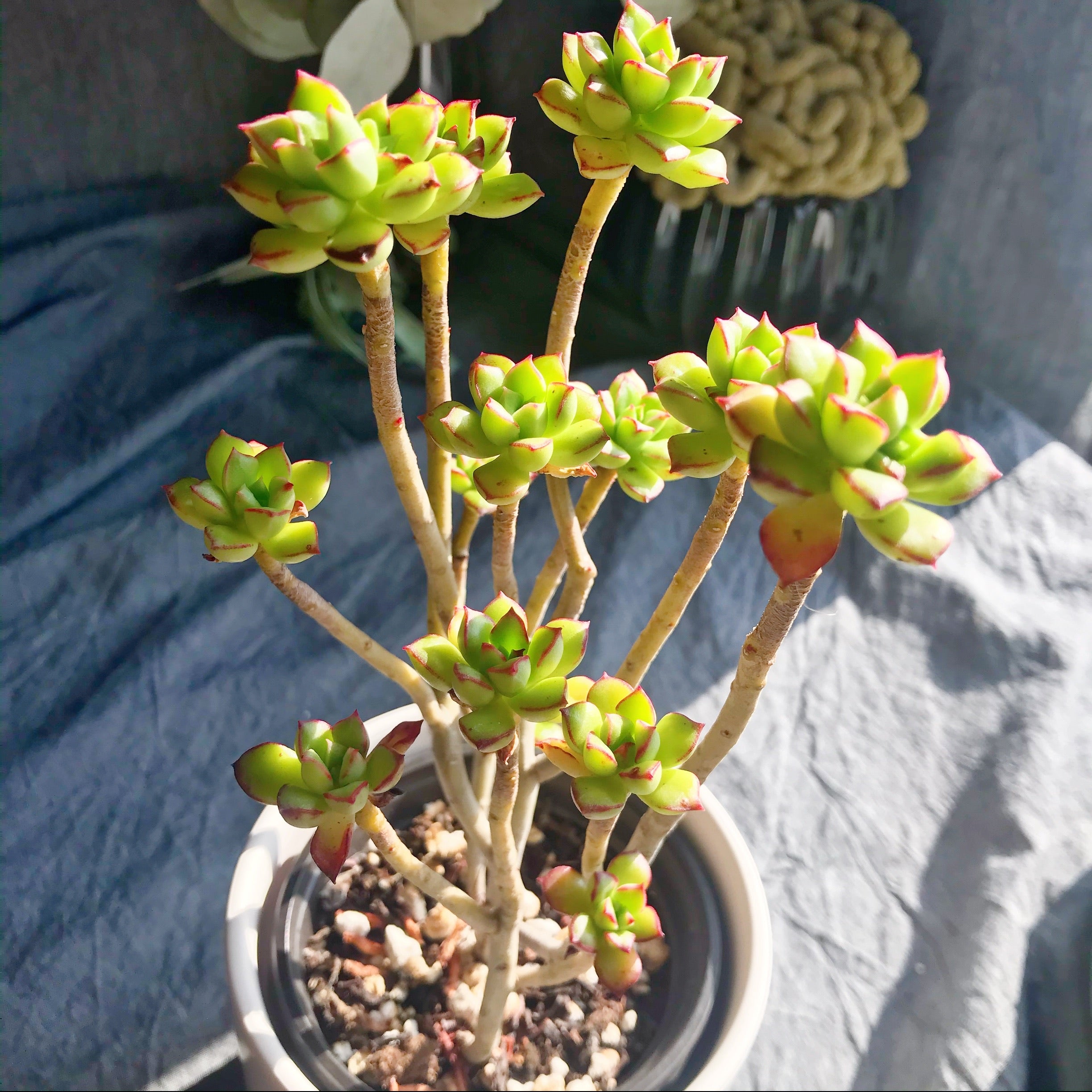 supia succulent Supia