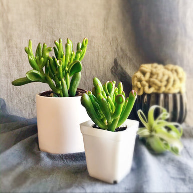 Gollum Jade