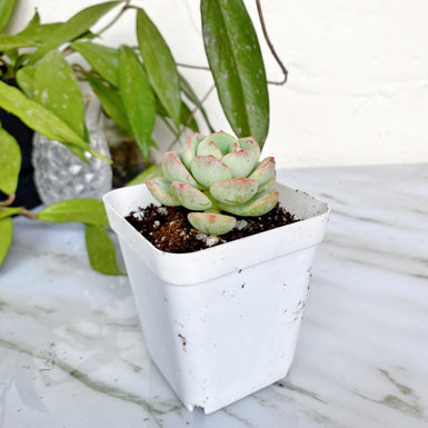 Sedeveria Pudgye