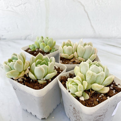 Echeveria Elegans Alba