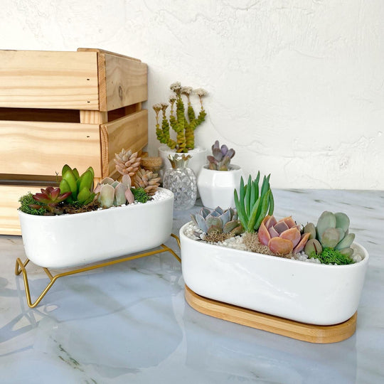 Decorative Terrarium Arrangements