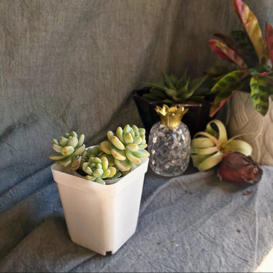 Sedum Clavatum
