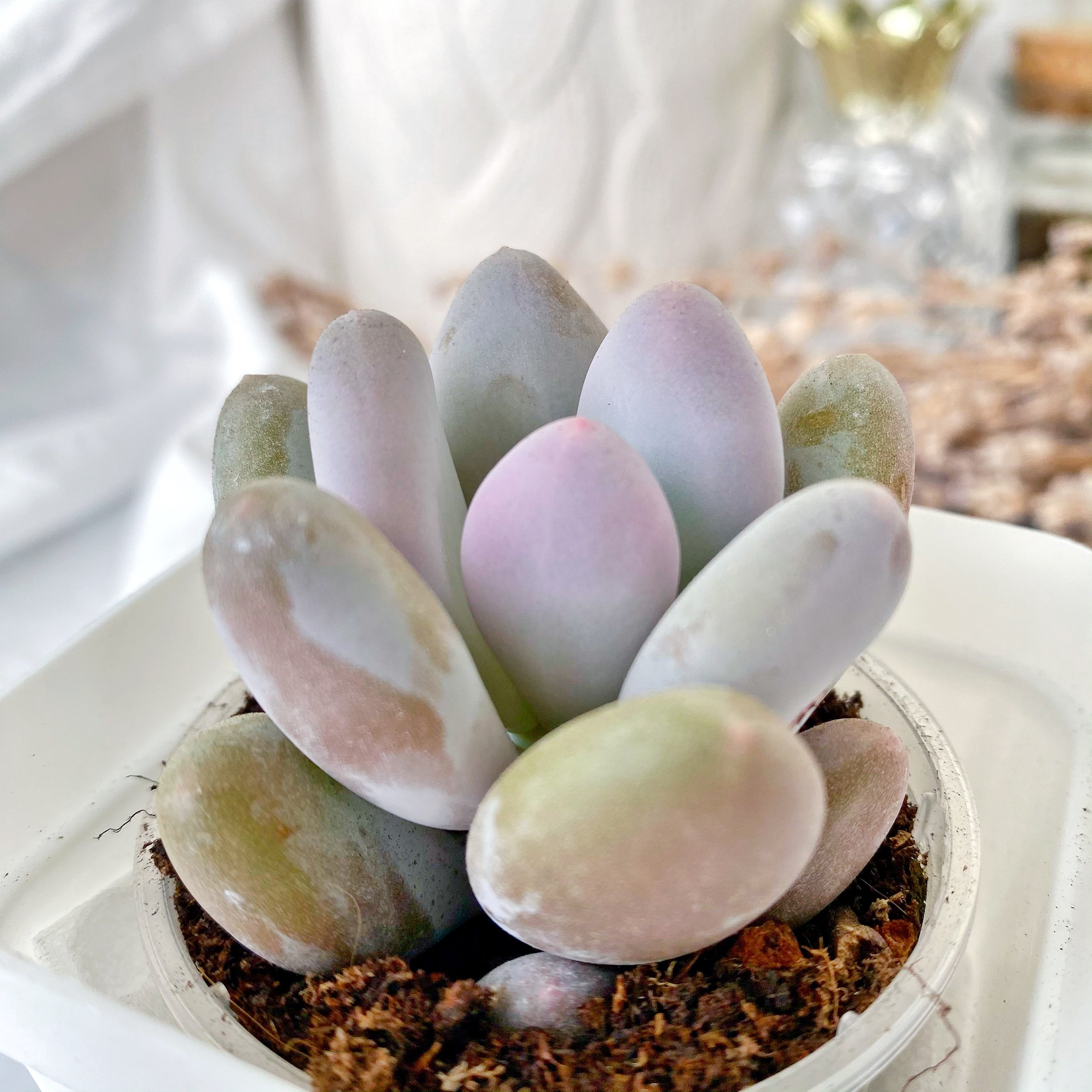 lavender pebbles flower Lavender Pebbles – nVi Garden