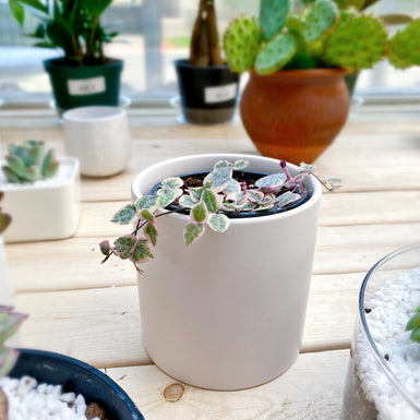 String of Hearts Variegated