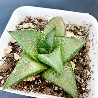 Veined Haworthia
