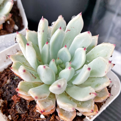 Gemmula