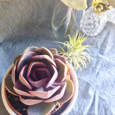 Echeveria Red Sky