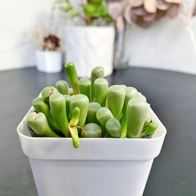 Baby Toes