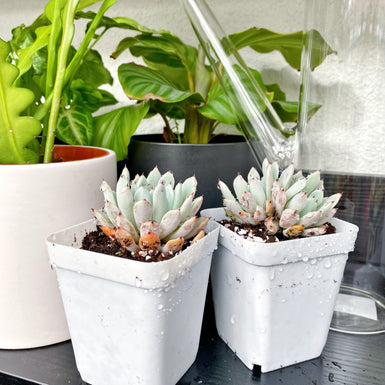 Gemmula