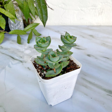 Crassula Conjuncta