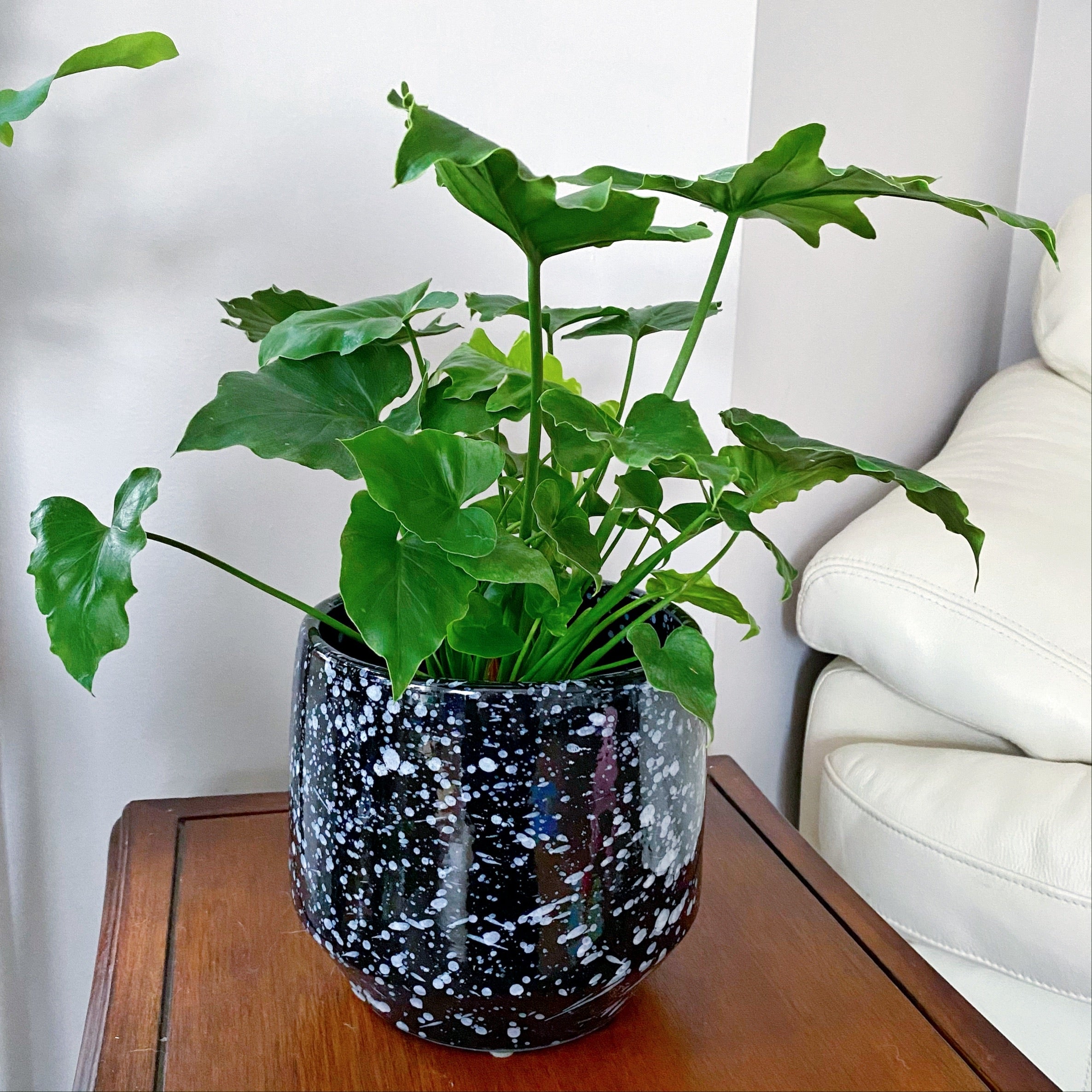 philodendron baby hope Philodendron Selloum Hope – nVi Garden