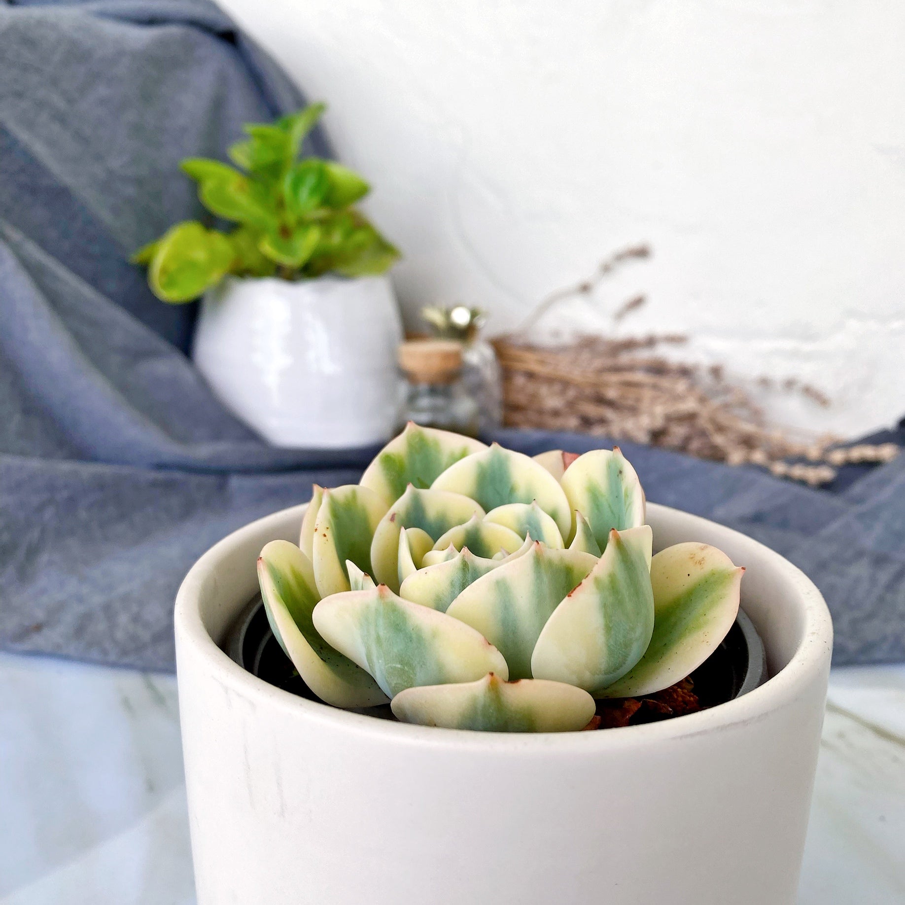 lenore dean succulent Echeveria Lenore Dean