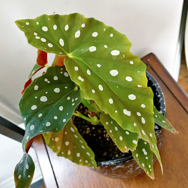 Polka Dot Begonia