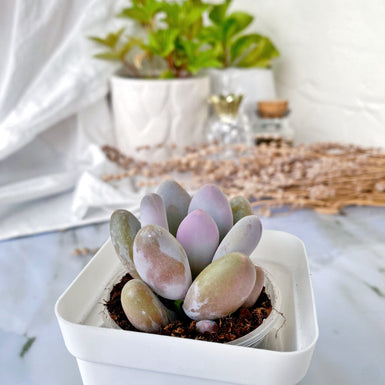 Lavender Pebbles