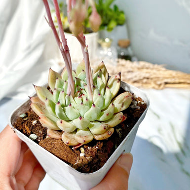 Echeveria cuspidata var. zaragozae