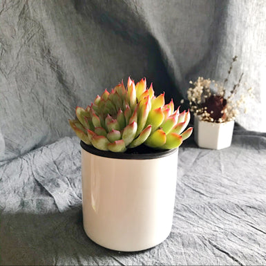 Echeveria Pulidonis